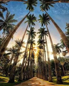 Funda&ccedil;&atilde;o Parques e Jardins divulga imagem vencedora do ...
